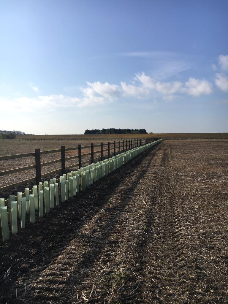 Hedge row