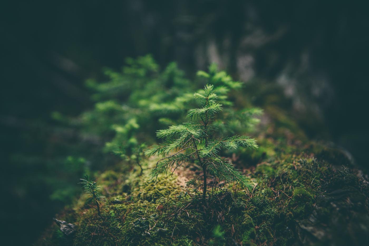 Trees